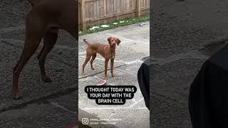 NOT AGAIN😩🤣 #shorts #funnydog #derpy #vizsla #vizslas #funnydogs #funnydogvideos #crazy #funny