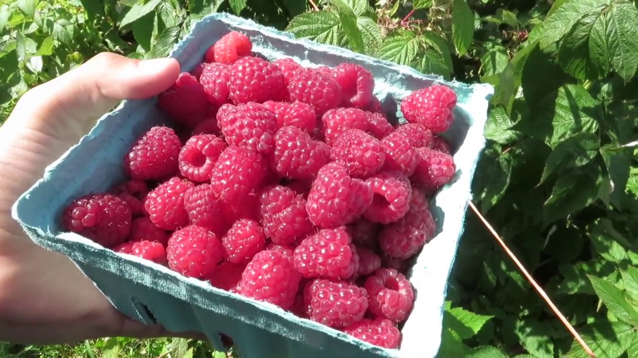 Fastest Way To Pick Raspberries - YouTube