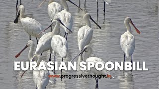 Eurasian Spoonbill | Indian birds video @MahadevPutra-Sabyasachi @ProgressiveThought-birds