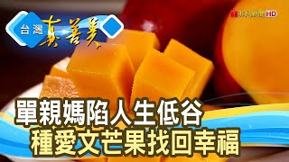 拖板車媽媽的“愛文芒果”｜阿芬芒果樂園 ｜【台灣真善美】2023.07.23