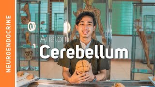 Anatomi Sistem Saraf-Cerebellum (Otak Kecil)