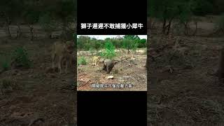 獅子遲遲不敢捕獵小犀牛