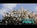 동백꽃 피는 고향 남상규 ky.85568 ky karaoke