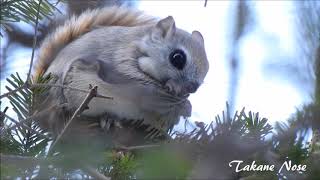 トドマツを食べるエゾモモンガ