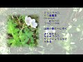 【花の名前を知りたい】 フルhd－秋の草花 1 旧甲州街道・裏高尾の水辺を行く