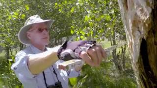 Field Video on the Rewilding of Hart Mountain