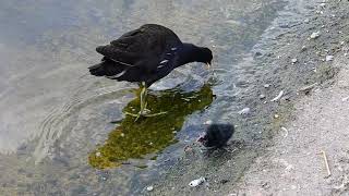 Moorhen and chicks at the Dell restaurant