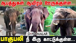 ஆபத்துகள் ஆயிரம் ஊருக்குள்ள... பாகுபலி நீ இரு காட்டுக்குள்ள... Baahubali Elephant | Coimbatore