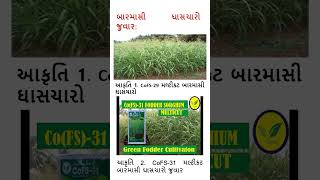 બારમાસી ઘાસચારો જુવારના ફાયદા #shortvideo#perennialsorghum#@patelpc23