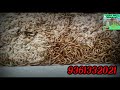 புரதம்சத்து நிறைந்த புழுக்கள் விற்பனைக்கு wormforsale subscribe bestfeed share நம்மஊர்விவசாயி2.0