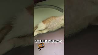 小猫阿福已经睡了一天了。估计流浪在外没有好好睡过觉。希望你能给我带来福气。就叫你阿福吧/D 2