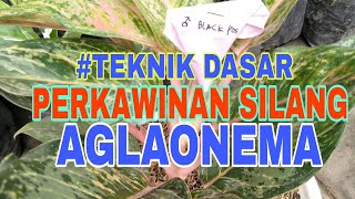 TEKNIK DASAR PERKAWINAN SILANG PADA AGLAONEMA