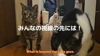 猫たちの視線の先は？！What do the cats see？！ #fuunycat #cutecat