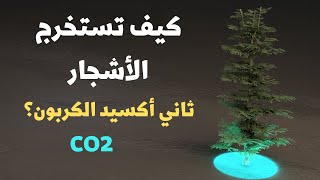 كيف تستخرج الأشجار ثاني أكسيد الكربون؟