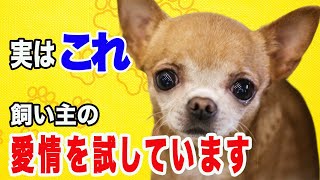 【完全版】チワワが飼い主の愛情を試している時に見せる行動10選