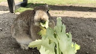 寝てるところにセロリをチラつかせたら覚醒した！ｗ【うさぎ】