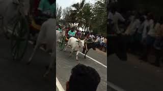 Theni GUDALUR Rekla Race | Idiots #shorts #gudalur #reklarace #tamil #native