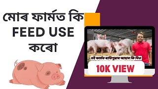 আমাৰ গাহৰি ফাৰ্মত কি কি দানা ব্যবহাৰ কৰোঁ ? Pig  farm in Assam | kom kharsot gahori palon