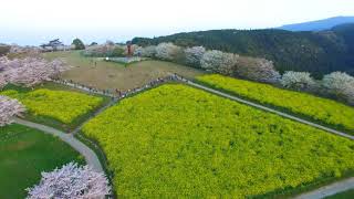 菜の花と桜の風景（白木峰高原）