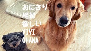 いつでも腹ペコなゴールデンレトリバーのVivianaと便乗するちびっ子 Ohana