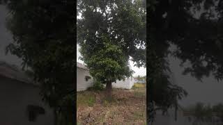 50 வயதைக் கடந்த நாட்டு மாமரம்| 50 years old Indian native mango tree| Tamil Nadu| தமிழ்நாடு| மரபு