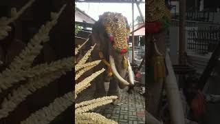 💖🐘😍പരിപാടിക്ക് ഇടയിൽ ഒരു ചെറിയ വിശപ്പ്😁കഴിക്കാൻ വാഴപ്പിണ്ടി കിട്ടിയപ്പോൾ അത്ശരിയായി🤗ചാത്തപുരം ബാബു❤️