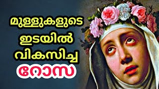 AUGUST 23: SAINT ROSE OF LIMA (1586-1617) | VIRGIN | DAILY SAINTS |