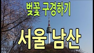 서울 남산 / 벚꽃 구경하기