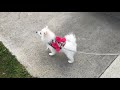 第一次带小狗出门散步 my puppy’s first walk outside