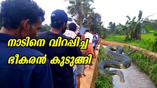 Big python found in Pathanamthitta  - നാട്ടിന്പുറത്തുനിന്നു ഭീകര വലിപ്പമുള്ള പെരുമ്പാമ്പിനെ പിടികൂടി