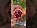 amazing pomegranate cutting skills the pomegranate are very fresh viral fruitcuttingskills fruits