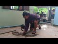 snake catcher hypnotises monocled cobra