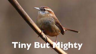 Meet the Wrens
