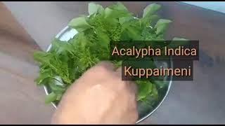 Health benefits of kuppaimeni