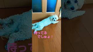 【マルプー】おか〜たん　だいしゅきでしゅ！ #マルプー #マルプー成犬 #癒し #shorts