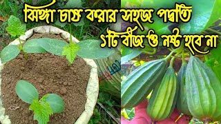 ঝিঙ্গা বীজ থেকে চারা তৈরী পদ্বতি। ঝিঙ্গা চাষ করার নিয়ম 2022 jhinga cultivation