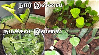 இளம் பிரண்டை எளிய முறையில் வீட்டிலேயே வளர்ப்பது எப்படி?/how grow pirandai  easily at home?