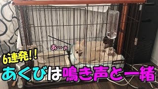 🔴あくびは鳴き声と一緒な子犬チワワ【みるく】【可愛い】【dog】【puppy】