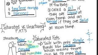 Macromolecule notes