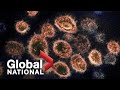 Global National: Feb. 3, 2021 | Canada races to contain highly-contagious coronavirus variants