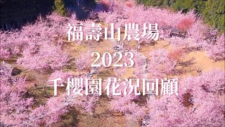 福壽山農場/2023/千櫻園花況回顧