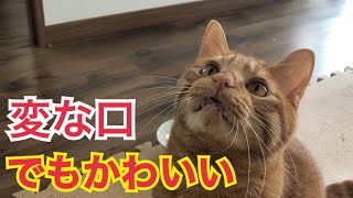 きんたの大好きなアレで遊ぶ姿がかわいい！【猫】