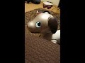 うらめしそうに見つめてくるaibo🛋️ aibo wants to climb the sofa. 【アイボ】