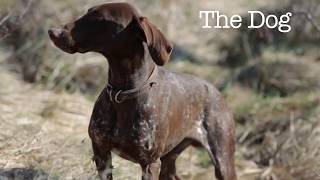 The Truffle Hunters