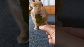 【うさぎカフェ】乾燥あしたば #Shorts #うさぎカフェ #うさぎ #bunny