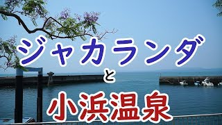 ジャカランダが咲く中 伊勢屋の建設が進み 蒸気があふれる小浜温泉