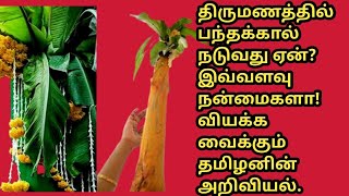 திருமணத்திற்கு பந்தக்கால் நடுவது ஏன்?நம் முன்னோர்களின் அறிவியல்|scienceinTamilculture|Dhavamae Tamil