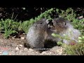 cute baby marmots playing