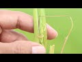 ប្រភេទដង្កូវស៊ីរូងដើម types of stem borers _ agricambo