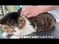 【615日目】今日も腎臓病と闘うミュウちゃん 猫 ねこ cat 慢性腎臓病猫 ネコ 腎不全 保護猫 ねこ動画